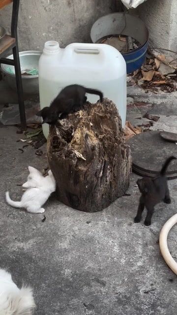 Mèo lai nhỏ 6 tuần tuổi. Mua bán Mèo tại Thành phố Biên Hòa Đồng Nai được đăng bởi Huong Hoang hình 1