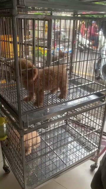 Chó Poodle  ❤️💚teacup  đực cái 1.5 tháng. Mua bán Chó tại Quận 8 Tp Hồ Chí Minh được đăng bởi Cửa Hàng Thanh Lý Đồ Cũ Mới hình 1