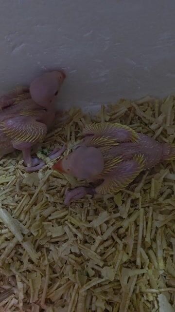 Vẹt Ring vàng Việt Nam. Mua bán Chim tại Quận Gò Vấp Tp Hồ Chí Minh được đăng bởi Hải hình 1