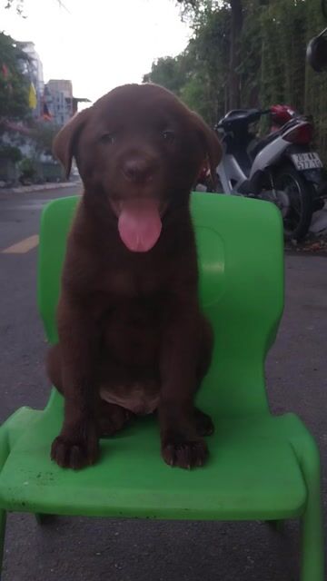 CỘC LỬNG 5KG ĐỰC + CÁI HÀ NỘI ( SOCOLA CHÁY ). Mua bán Chó tại Quận Hoàng Mai Hà Nội được đăng bởi thiện nhân hình 1