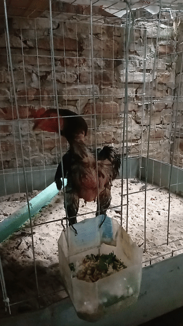 Gà chọi trống. Mua bán Gà tại Quận Hoàng Mai Hà Nội được đăng bởi hà hình 1