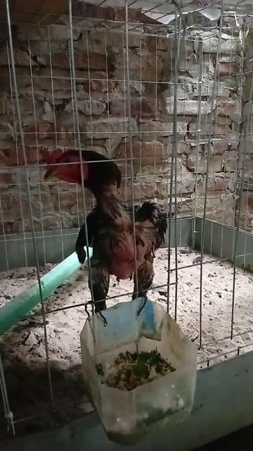 Gà chọi trống. Mua bán Gà tại Quận Hoàng Mai Hà Nội được đăng bởi hà hình 1