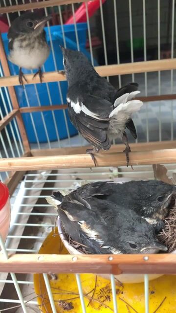 Chim cảnh trống Đen trắng. Mua bán Chim tại Quận 10 Tp Hồ Chí Minh được đăng bởi Trường Nguyễn  hình 1