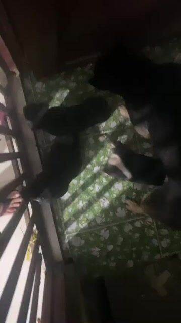 tìm chủ thật sự yêu thương các bé cún. Mua bán Chó tại Quận 12 Tp Hồ Chí Minh được đăng bởi Võ minh Chau hình 1