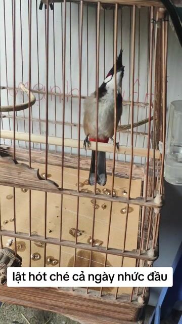 Cafe Chào Mào hót ché nhiều thuần 95%. Mua bán Chim tại Huyện Thanh Oai Hà Nội được đăng bởi Mạnh Mun hình 1