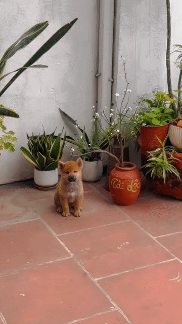 Chó Shiba inu pass nhanh cho bạn nào yêu em 3tr. Mua bán Chó tại Quận Hoàng Mai Hà Nội được đăng bởi Mr Tom hình 1