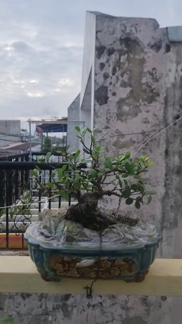 Cây Hải Châu 15cm chậu Gốm sứ Đồng Nai. Mua bán Cây cảnh, đồ trang trí tại Huyện Hóc Môn Tp Hồ Chí Minh được đăng bởi Lại Hai hình 1
