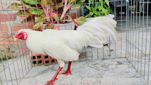 Gà bướm Mỹ trắng 1.2kg chân xanh. Mua bán Gà tại Huyện Củ Chi Tp Hồ Chí Minh được đăng bởi Gà Tre Gà Nòi Gà Cảnh Củ Chi hình 1