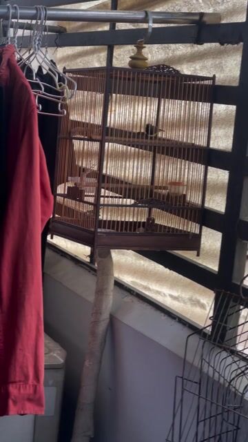 chim hút mật gl cá lóc. Mua bán Chim tại Quận Bình Tân Tp Hồ Chí Minh được đăng bởi  Duy Bảo hình 1