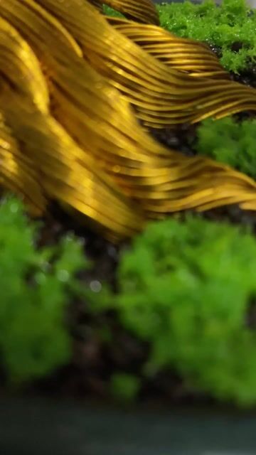 Cây cảnh bonsai thủ công. Mua bán Cây cảnh, đồ trang trí tại Quận Thanh Khê Đà Nẵng được đăng bởi Hòa Hợp Nguyễn hình 1