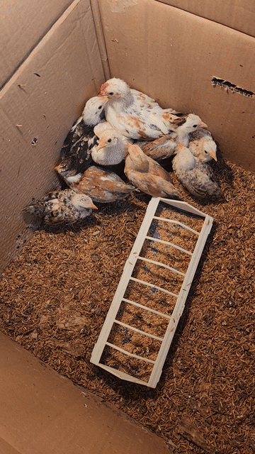 Gà tre bắc màu đẹp. Mua bán Gà tại Huyện Trảng Bom Đồng Nai được đăng bởi Phạm Hồng Phúc hình 1