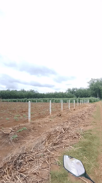 Mua bán Đất Huyện Phú Giáo Bình Dương diện tích 4000 m² giá 490 triệu