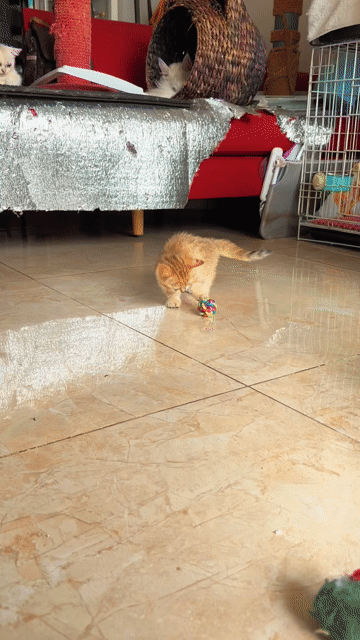 Mèo Munchkin Golden Tabby Cái 2 tháng 🐱. Mua bán Mèo tại Quận Bình Thạnh Tp Hồ Chí Minh được đăng bởi Khanh Xu hình 1