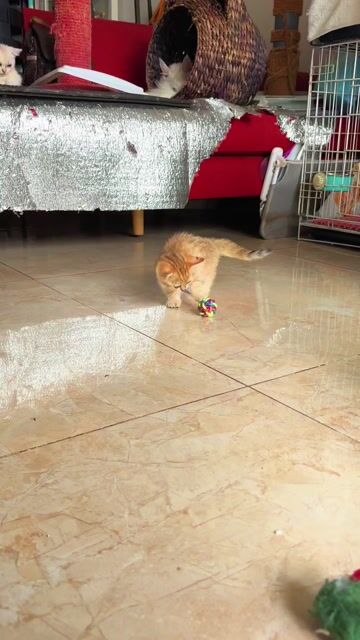 Mèo Munchkin Golden Tabby Cái 2 tháng 🐱. Mua bán Mèo tại Quận Bình Thạnh Tp Hồ Chí Minh được đăng bởi Khanh Xu hình 1