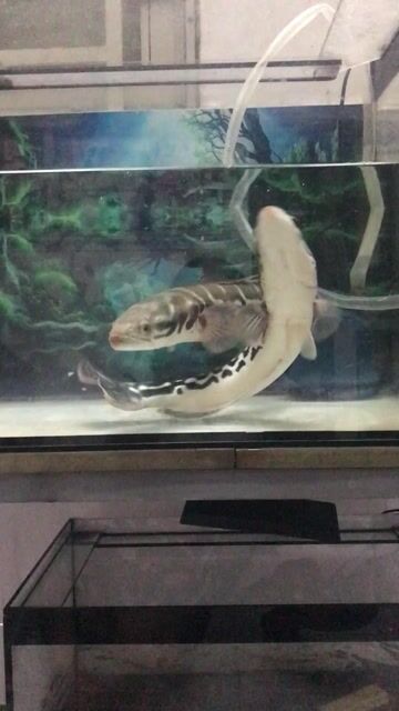 Cá Bông Thái 45cm Đen trắng. Mua bán Thú cưng khác tại Quận Bình Tân Tp Hồ Chí Minh được đăng bởi Hồng Ngọc  hình 1