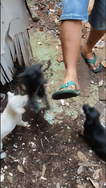bán chó bự con 2 tháng tuổi . Mua bán Chó tại Thành phố Sóc Trăng Sóc Trăng được đăng bởi Tuong Vy Vuơng hình 1
