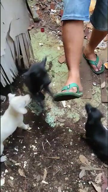 bán chó bự con 2 tháng tuổi . Mua bán Chó tại Thành phố Sóc Trăng Sóc Trăng được đăng bởi Tuong Vy Vuơng hình 1