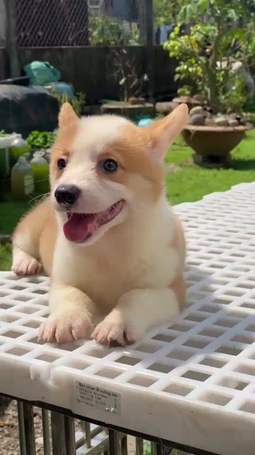 Chó Corgi cái. Mua bán Chó tại Huyện Bình Chánh Tp Hồ Chí Minh được đăng bởi Thức Trần Corgi Thuần Chủng TPHCM hình 1