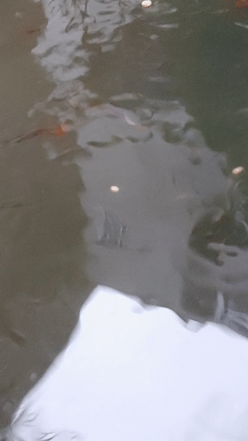 1k 1 em, Cá bảy màu Lai tạp - 7 màu guppy. Mua bán Thú cưng khác tại Thành phố Biên Hòa Đồng Nai được đăng bởi Hoa Lan Sưu Tầm hình 1