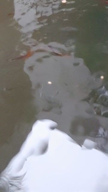 1k 1 em, Cá bảy màu Lai tạp - 7 màu guppy. Mua bán Thú cưng khác tại Thành phố Biên Hòa Đồng Nai được đăng bởi Hoa Lan Sưu Tầm hình 1