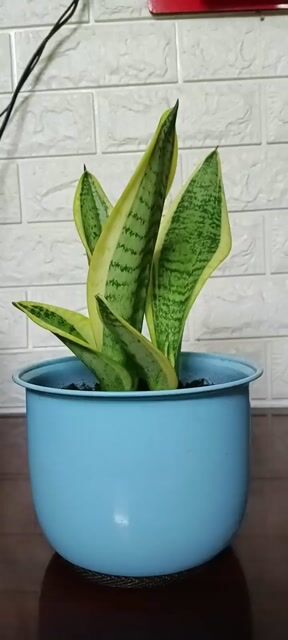 1 Chậu 2 Gốc Cây Lưỡi Hổ Viền Vàng; Chậu Tròn.. Mua bán Cây cảnh, đồ trang trí tại Quận Tân Bình Tp Hồ Chí Minh được đăng bởi Bách Hóa Philip hình 1