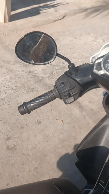 Yamaha Nouvo 5 FI 2014 Trắng đen. Mua bán Xe máy tại Thành phố Vũng Tàu Bà Rịa - Vũng Tàu được đăng bởi ANH VŨ hình 1
