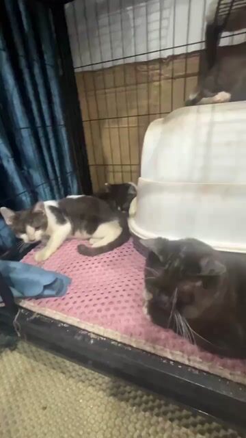 Mèo Hima lai đực. Mua bán Mèo tại Thành phố Dĩ An Bình Dương được đăng bởi ĐIỆP Xuân hình 1