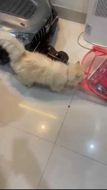 mèo lông dài. Mua bán Mèo tại Quận Bắc Từ Liêm Hà Nội được đăng bởi Nguyễn Hà Trang hình 1