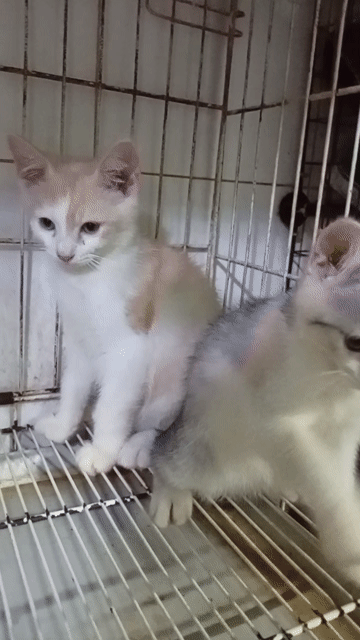 Mèo lai ALD . Mua bán Mèo tại Quận Tân Phú Tp Hồ Chí Minh được đăng bởi Tiger hình 1