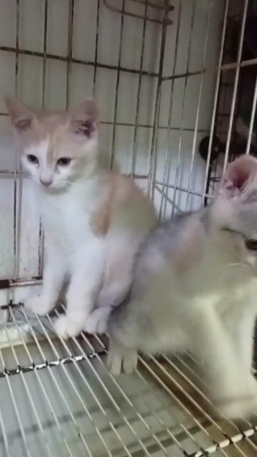 Mèo lai ALD . Mua bán Mèo tại Quận Tân Phú Tp Hồ Chí Minh được đăng bởi Tiger hình 1