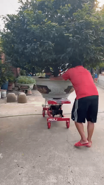 Xe nâng mặt bàn 500kg NịuLi. Mua bán Phương tiện khác tại Thành phố Vĩnh Long Vĩnh Long được đăng bởi Quang Tuyến hình 1