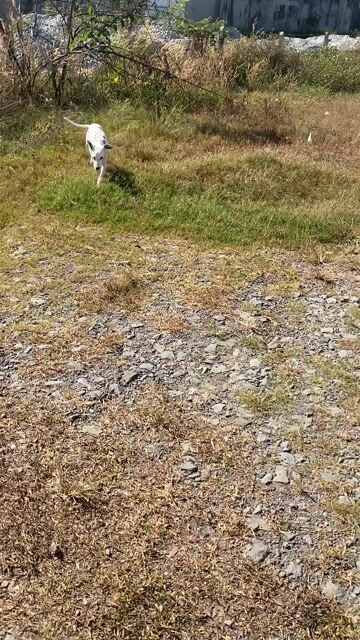 Chó Đốm đực 6 tháng. Mua bán Chó tại Thành phố Dĩ An Bình Dương được đăng bởi Lli Tti hình 1