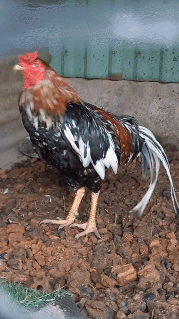 Gà bông thay lông. Mua bán Gà tại Huyện Củ Chi Tp Hồ Chí Minh được đăng bởi đông hình 1