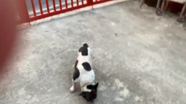 Chó Bull Pháp đực. Mua bán Chó tại Quận Sơn Trà Đà Nẵng được đăng bởi Nguyên hình 1