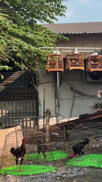 chim thi mùa 3 bộ khủng. Mua bán Chim tại Quận 12 Tp Hồ Chí Minh được đăng bởi  chuyên cung cấp gà lai f1 hình 1