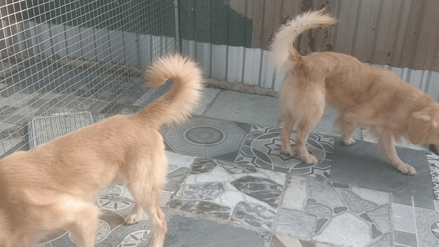 Chó Golden đực 15 tháng . Mua bán Chó tại Huyện Bình Chánh Tp Hồ Chí Minh được đăng bởi Thắng hình 1