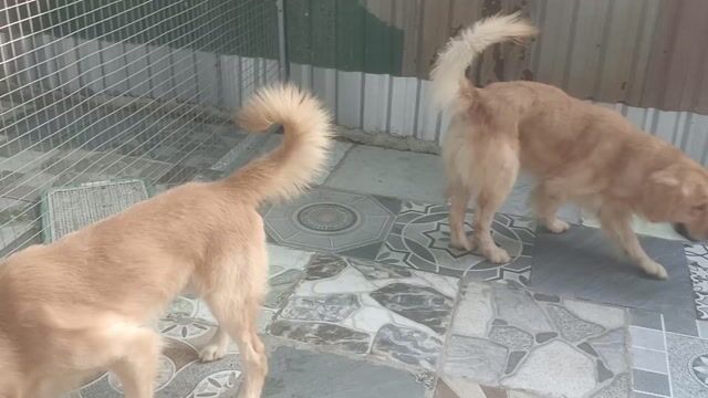 Chó Golden đực 15 tháng . Mua bán Chó tại Huyện Bình Chánh Tp Hồ Chí Minh được đăng bởi Thắng hình 1