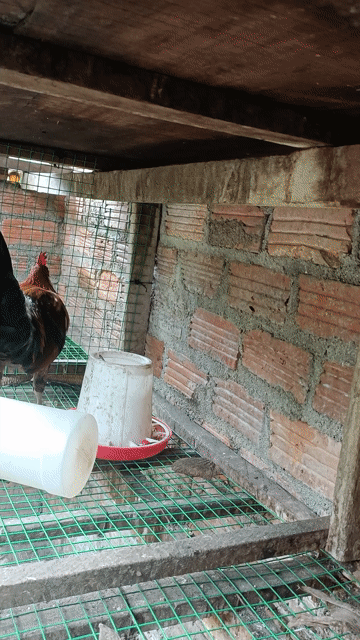 Gà trống cảnh sinh sản khỏe mạnh. Mua bán Gà tại Thành phố Buôn Ma Thuột Đắk Lắk được đăng bởi Ai Rồi Cũng Khác hình 1