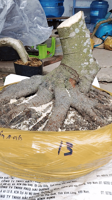 Khế chua xấp đế. Mua bán Cây cảnh, đồ trang trí tại Quận Hà Đông Hà Nội được đăng bởi đăng khoa hình 1