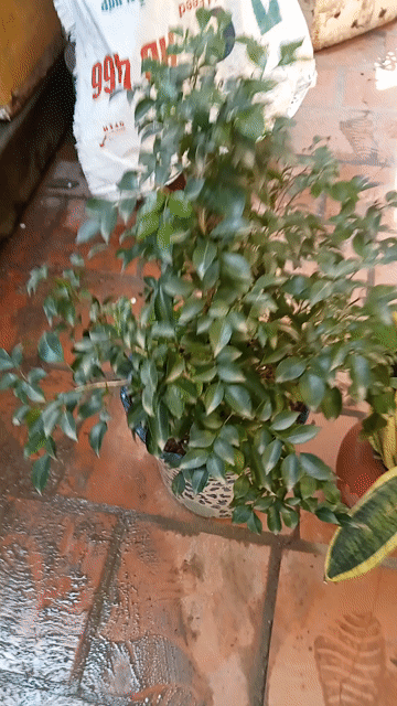 Cây Nguyệt quế đang hoa ,3 chậu cây phong thủy. Mua bán Cây cảnh, đồ trang trí tại Quận Cầu Giấy Hà Nội được đăng bởi Dương xuân Trường hình 1