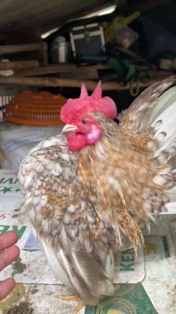 Gà Serama trống cú. Mua bán Gà tại Huyện Cầu Kè Trà Vinh được đăng bởi oanh hình 1