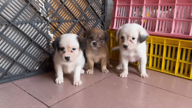 Bé chó nhật lai lùn dễ thương. Mua bán Chó tại Quận 8 Tp Hồ Chí Minh được đăng bởi tân hình 1