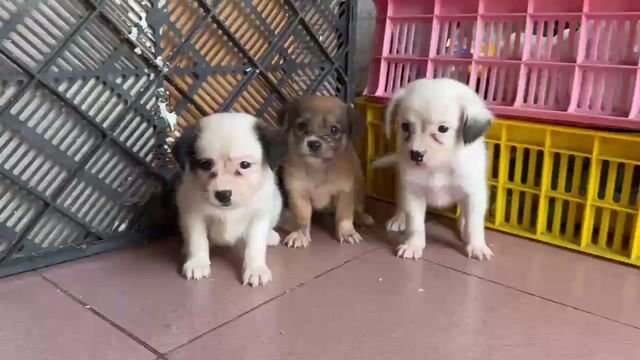 Bé chó nhật lai lùn dễ thương. Mua bán Chó tại Quận 8 Tp Hồ Chí Minh được đăng bởi tân hình 1
