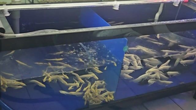 Cá ngân long Vàng abino Indonesia. Mua bán Thú cưng khác tại Quận 6 Tp Hồ Chí Minh được đăng bởi Cá Đẹp OceanChill hình 1