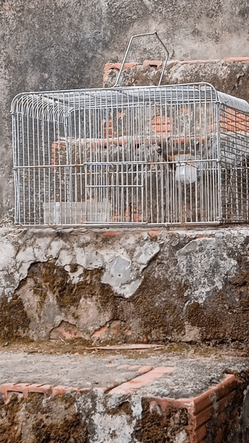 Chim Sáo đá đuôi hung đã cám cứng. Mua bán Chim tại Thành phố Sa Đéc Đồng Tháp được đăng bởi Tien hình 1