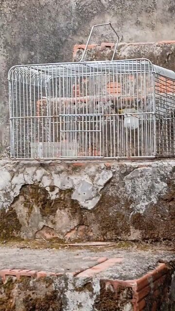 Chim Sáo đá đuôi hung đã cám cứng. Mua bán Chim tại Thành phố Sa Đéc Đồng Tháp được đăng bởi Tien hình 1