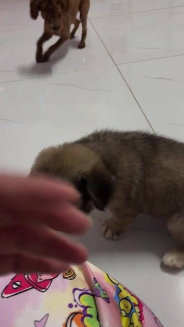 POODLE THUẦN CHỦNG CÁI. Mua bán Chó tại Thành phố Thủ Đức Tp Hồ Chí Minh được đăng bởi Ân Ân hay thanh lý tất tần tật  hình 1