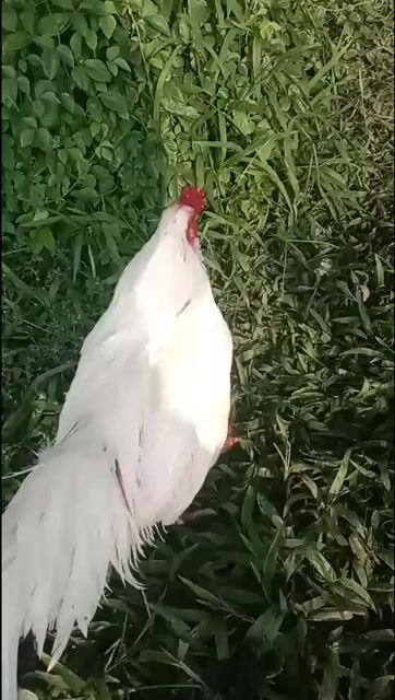 Gà chọi Trắng 3.3kg. Mua bán Gà tại Huyện Chợ Mới An Giang được đăng bởi Ben Van hình 1