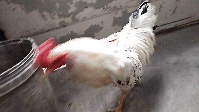 Gà trống 2.5kg đực 10 tháng trắng. Mua bán Gà tại Quận 8 Tp Hồ Chí Minh được đăng bởi đại  hình 1
