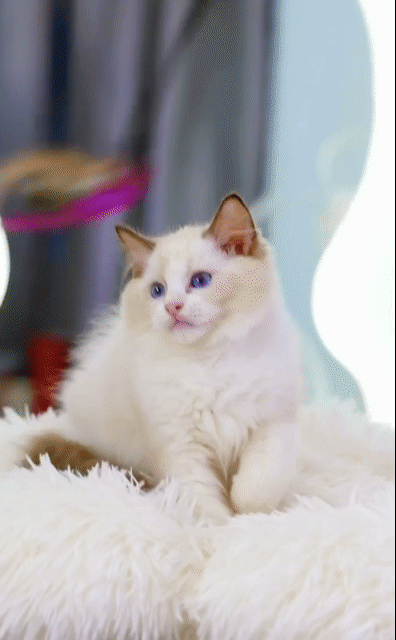 Mèo Ragdoll Trắng mắt Xanh dương giá chỉ từ 6tr. Mua bán Mèo tại Quận Đống Đa Hà Nội được đăng bởi Meow Meow Cattery hình 1